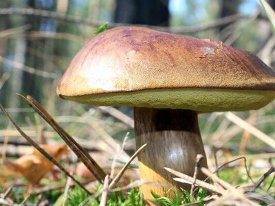 На суп вистачить: які гриби ростуть у лісах України у грудні