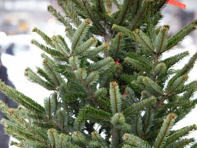П'ять прихованих загроз живої ялинки, про які не кажуть продавці 
