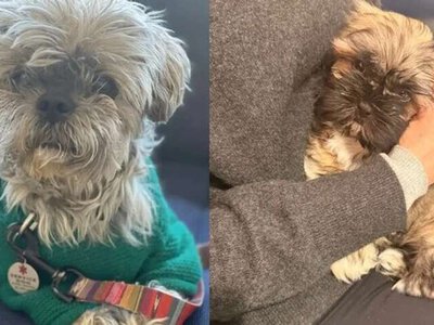 Хотіла воскресити собаку за $50 тис.: американка зізналася, чому це була помилка