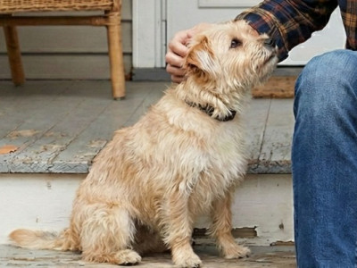 «Ти — космос для тварин»: у Києві стартував проєкт UAnimals про адопцію з Володимиром Кравчуком