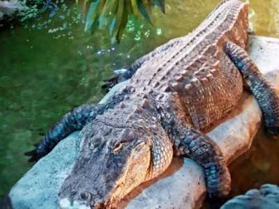 Київський зоопарк замовляє електроенергію на рік уперед — сума вражає