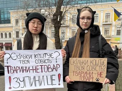 Тварини в оренду: в Одесі перевіряють котяче кафе після загибелі двох кошенят