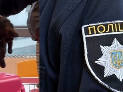 Поліція почала провадження через смерть двох кошенят в одеському кафе