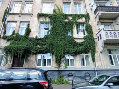 Тихе озеленення Львова: рішення, яке помітили не всі