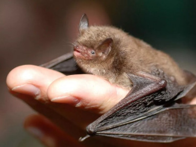 У Полтаві комунальники викинули на мороз колонію сонних кажанів