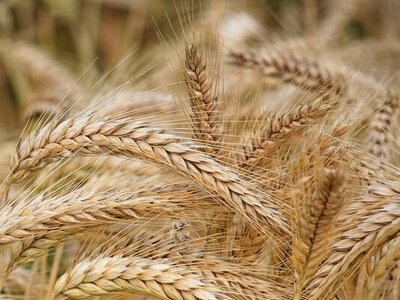 Молдова скасує ліцензування імпорту українського зерна