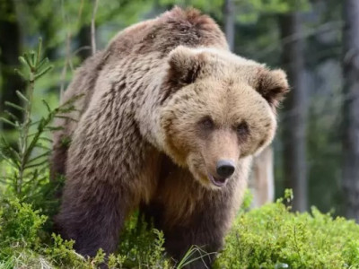 У Карпатах помітили ведмедя-шатуна: чому це небезпечно для туристів