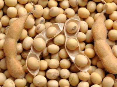 Ціни на сою тримаються, але рекорд Бразилії загрожує українському ринку