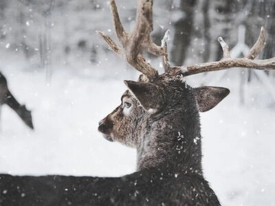 Січень 2026 в Україні буде холодним: синоптики попередили про морози та особливості зими 