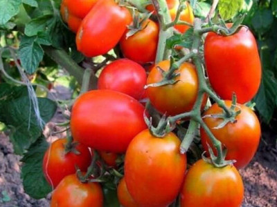 Три сорти томатів, які потрібно сіяти взимку