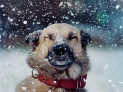 Якою буде погода в січні 2026 року 