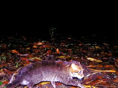 У Таїланді вперше за 30 років зафіксували плоскоголову кішку