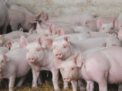 Мережі насмішили свині з незвичним талантом (відео)