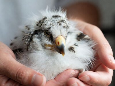 Штучний інтелект перезапускає моду — кури замінять кіз у виробництві кашеміру