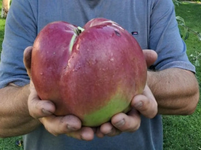 Найбільше в Україні яблуко: чоловік виростив фрукт вагою понад 1,2 кілограма