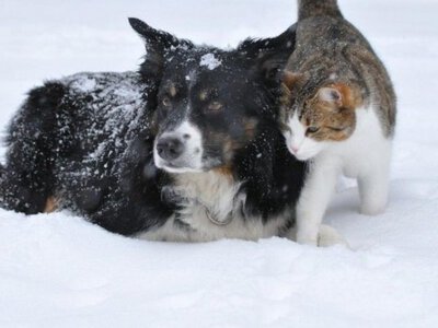 Як допомогти безпритульним тваринам взимку: дієві поради