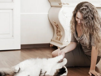 Коти допомагають знімати стрес і підтримують здоров’я серця – лікарі