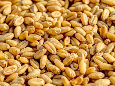 Світові котирування пшениці просіли, але Україна тримає ціну: експорт на рівні минулого року