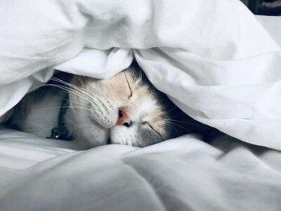 Японські методи сну: три прості звички для глибшого нічного відпочинку