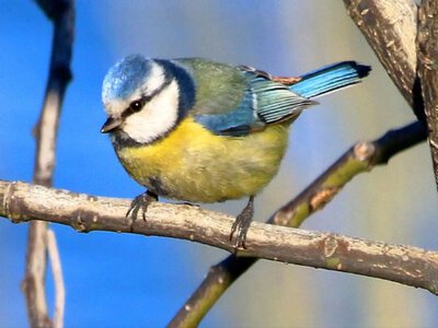 Як правильно підгодовувати птахів узимку? Поради орнітолога