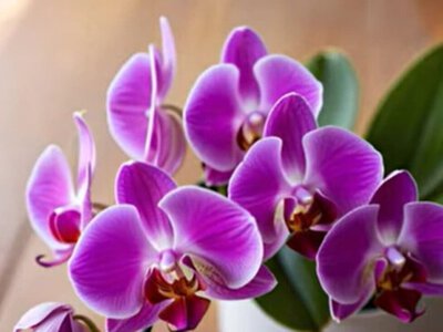 Не викидайте це, а залийте водою. Рецепт підживлення, після якого орхідеї почнуть активно цвісти