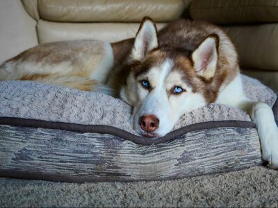 Милі лише з вигляду: які породи собак найбільше кусаються