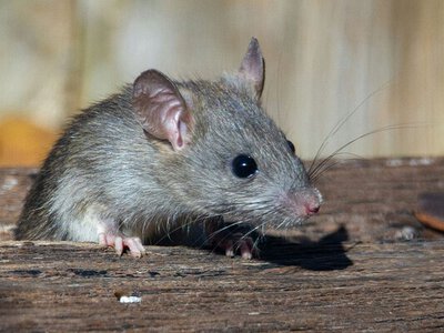 Мишей не буде до кінця зими: трюк з часником, якого бояться гризуни