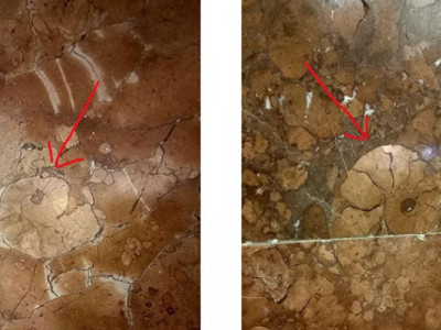 Підземна таємниця Дніпра: молюски, які пережили мільйони років