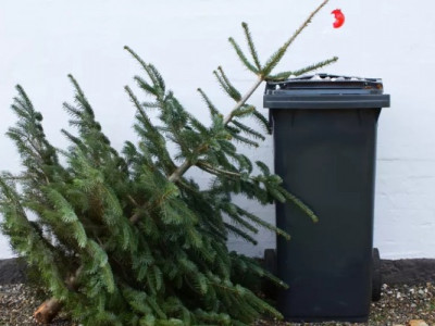 Що зробити з новорічною ялинкою, щоб не викидати на смітник: три варіанти для садівників