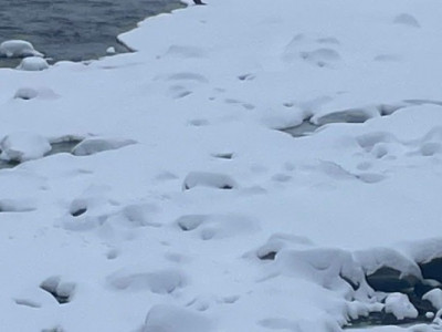 ​Екологічна сенсація на Тисі: на гірській річці помітили нетипових для Карпат птахів (ФОТО)