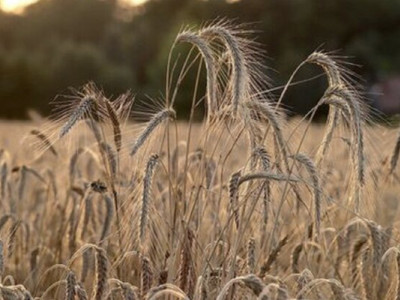 Вже за тиждень іноземці зможуть купувати землю в Україні через друге громадянство