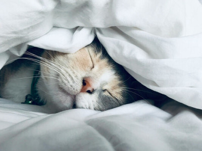 Що робити, якщо не можеш встати з ліжка вранці: поради фахівців