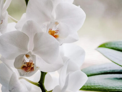 Щоб орхідея цвіла невпинно: 3 золоті правила догляду, про які знають не всі 