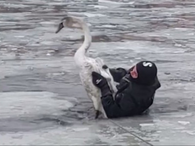 Порятунок примерзлого до криги лебедя розчулив мережу