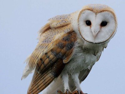 Росіяни вбили рідкісного птаха