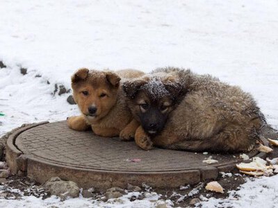 Як допомогти безпритульним тваринам пережити мороз
