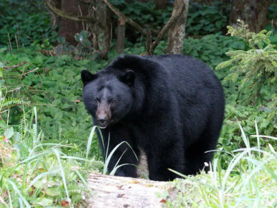 Найвідданіший (і найстрашніший) клієнт: ведмідь ввів власну систему знижок 100% у кондитерській
