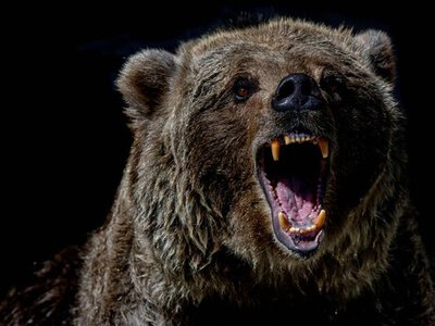 Королі лісів і не тільки із вражаючими розмірами: які тварини України є найбільшими