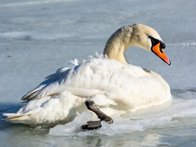 Лебеді проти криги: рятувальна операція на Дністрі