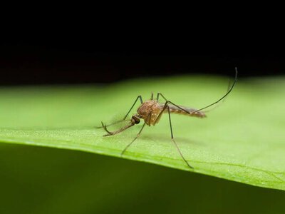 В Одеській області зафіксували малярію: що потрібно знати про хворобу