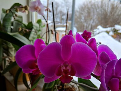 Розчиніть це у воді – і кімнатні квіти не загинуть через підмерзання в холодній квартирі