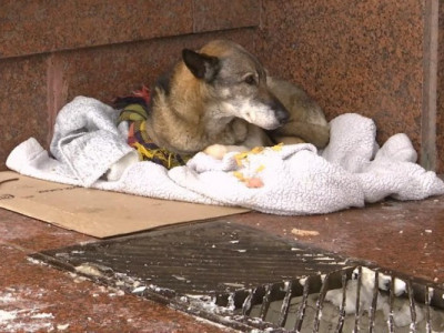 Холод, що може вбити, і люди, які рятують: як українці допомагають тваринам пережити зиму