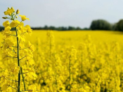 Соя та ріпак під контролем: хто встигне внести дані до ДАР