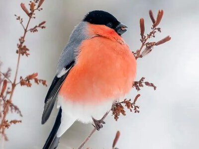 Смертельний обід: чому ваша допомога може вбити птахів і чим насправді наповнити годівничку