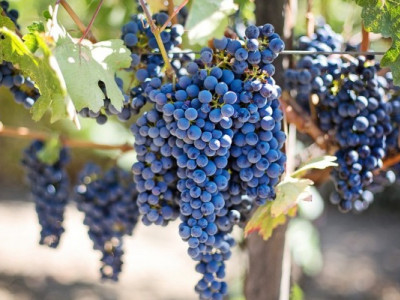 Виноградники на межі виживання: як морози випробовують Молдову