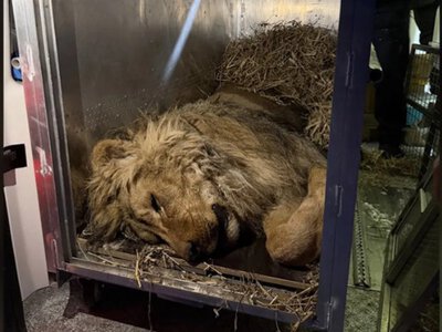 Морози могли його вбити: порятунок лева, який утримувався у відкритому вольєрі