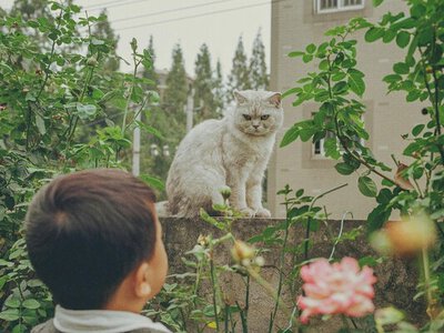 Що насправді бачить кішка, коли дивиться на свого господаря