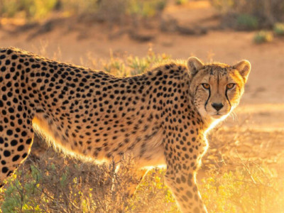 Стародавні муміфіковані гепарди із Саудівської Аравії змінили уявлення про історію