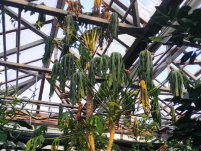 Блекаут убиває екзотику: у київському ботсаду вимерзають унікальні рослини