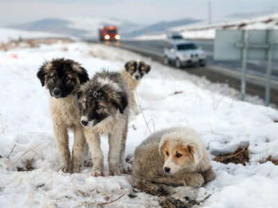 Викинув на вулицю — відповіси: Рада прийняла революційний закон